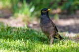 Common Mynah (Acridotheres tristis)