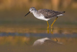 Marsh Sandpiper (Tringa stagnatilis)