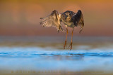 Wood Sandpiper (Tringa glareola)