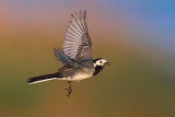White Wagtail (Motacilla alba)