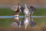 Wood Sandpiper (Tringa glareola)