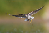Wood Sandpiper (Tringa glareola)