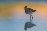 Wood Sandpiper (Tringa glareola)
