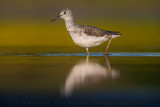 Greenshank (Tringa nebularia)