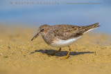 Temmincks Stint (Calidris temminckii)