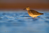 Wood Sandpiper (Tringa glareola)