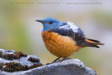 Rock Thrush (Monticola saxatilis)