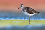 Wood Sandpiper (Tringa glareola)