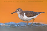 Common Sandpiper (Actitis hypoleucos)