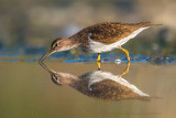 Common Sandpiper (Actitis hypoleucos)