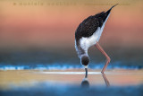 Black-winged Stilt (Himantopus himantopus)