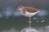 Common Sandpiper (Actitis hypoleucos)
