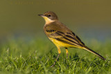 Black-headed Wagtail (Motacilla flava feldegg)