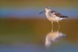 Greenshank (Tringa nebularia)