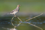 White Wagtail (Motacilla alba)