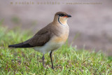 Black-winged Pratincole (Glareola nordmanni)