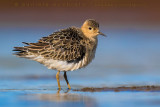 Buff-breasted Sandpiper (Tringites subruficollis)