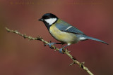 Great Tit (Parus major)