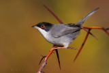 Sardinian Warbler (Sylvia melanocephala)