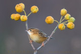 Zitting Cisticola (Cisticola juncidis)