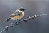 European Stonechat (Saxicola rubicola)