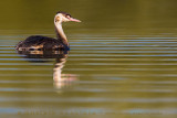 Great Crested Grebe (Podiceps cristatus)