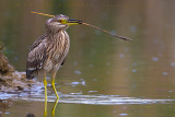 Night Heron (Nycticorax nycticorax)