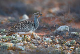 Houbara Bustard (Clamydotis undulata fuertaventurae)