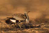 Houbara Bustard (Clamydotis undulata fuertaventurae)