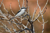 Southern Grey Shrike (Lanius meridionalis koenigi)