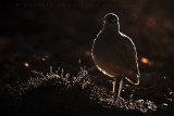 Cream-coloured Courser (Cursorius cursor bannermani)