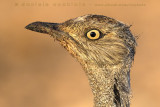 Houbara Bustard (Clamydotis undulata fuertaventurae)