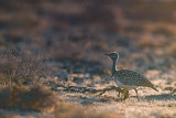 Houbara Bustard (Clamydotis undulata fuertaventurae)