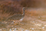 Houbara Bustard (Clamydotis undulata fuertaventurae)