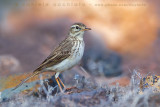 Berthelots Pipit (Anthus berthelotii)