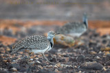 Houbara Bustard (Clamydotis undulata fuertaventurae)