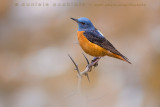 Rock Thrush (Monticola saxatilis)