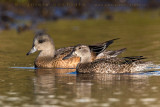 Blue-winged Teal (Anas discors) and American Wigeon (Mareca americana)
