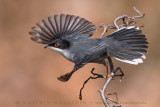 Sardinian Warbler (Sylvia melanocephala)