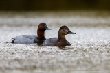 Common Pochard (Aythya ferina)