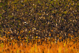 Common Starling (Sturnus vulgaris)