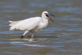 Little Egret (Egretta garzetta)