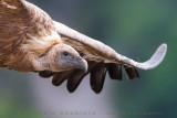 Griffon Vulture (Gyps fulvus)