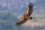 Griffon Vulture (Gyps fulvus)