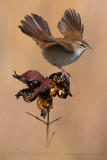 Cettis Warbler (Cettia cetti)