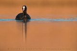 Coot (Fulica atra)