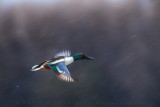 Mestolone; Northern Shoveler; Anas clypeata