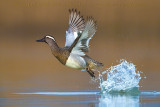 Garganey (Anas querquedula)