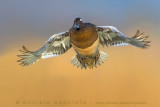 Garganey (Anas querquedula)