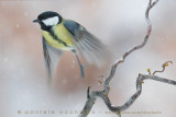 Great Tit (Parus major)